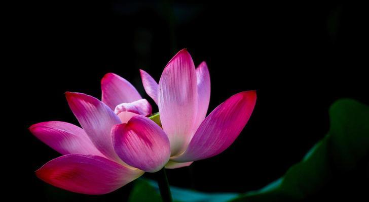 莲花粉色花语是什么？