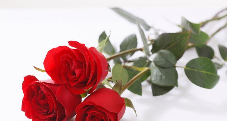 哪种花象征挚爱的爱情？它的寓意是什么？