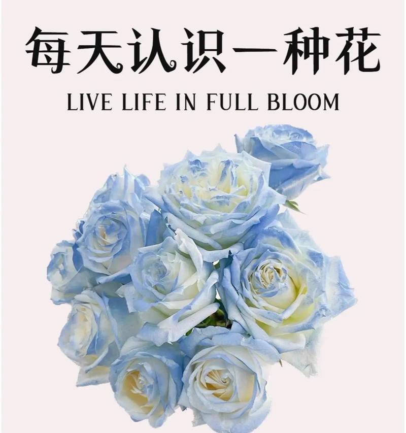 碎冰蓝手捧花有何寓意？