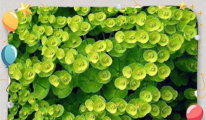 绿色花材通常象征什么？绿色花材的寓意有哪些？