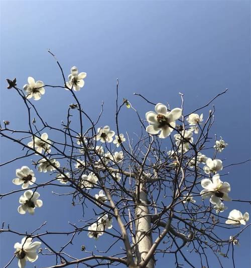 蓝色玉兰的花语是什么？它象征着什么？