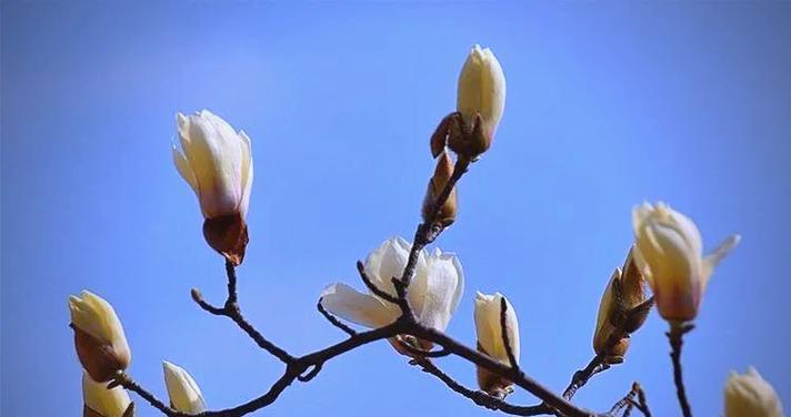 蓝色玉兰的花语是什么？它象征着什么？