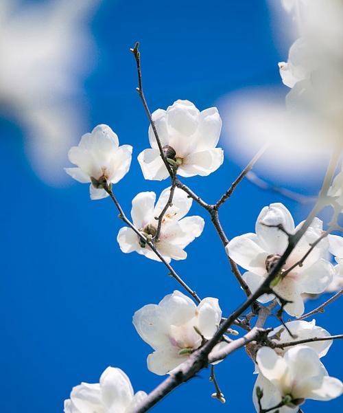 蓝色玉兰的花语是什么？它象征着什么？