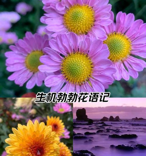 紫色雏菊代表什么？雏菊的花语和象征意义是什么？