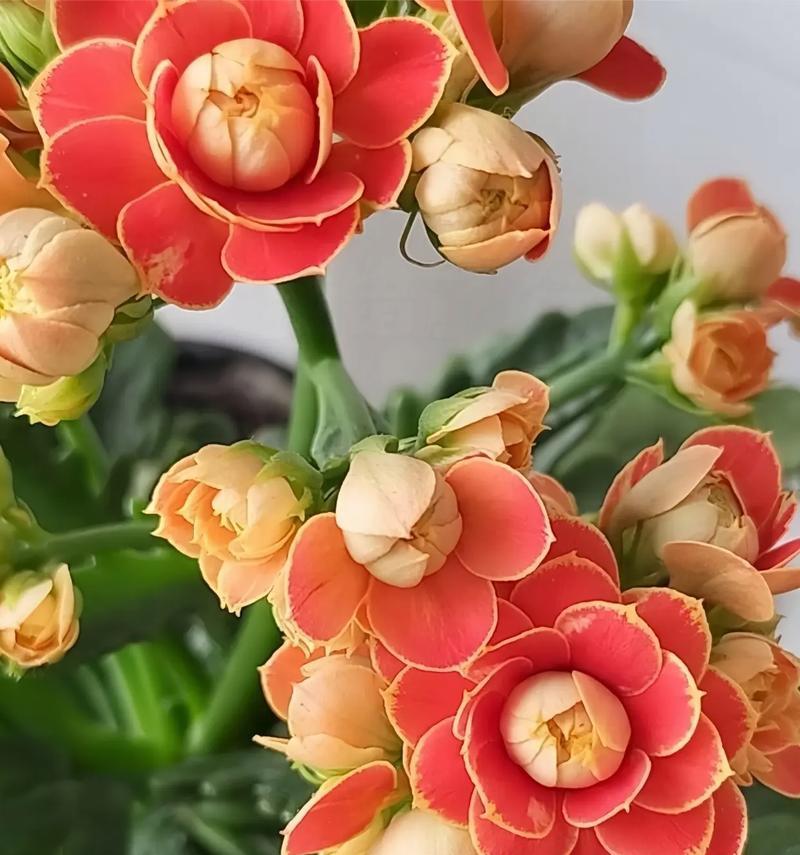 哪些花寓意着好运和身体健康？它们的花语有哪些？