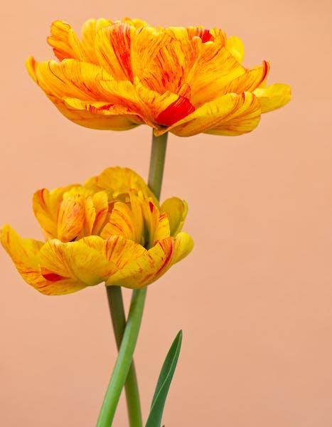 寓意希望成功的花是什么？它们象征着什么？