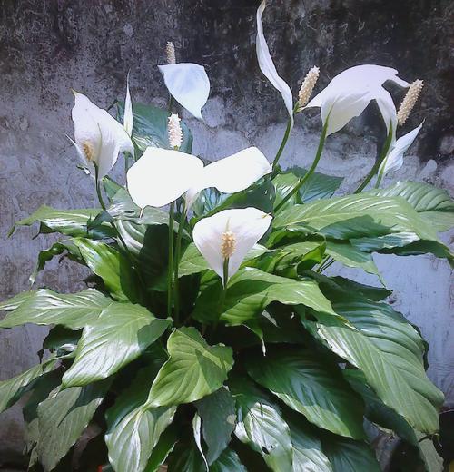 哪种花象征好运聚财？象征好运聚财的花有哪些？