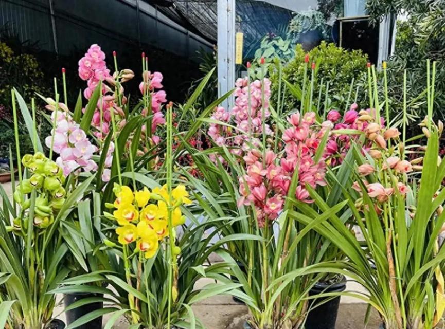哪种花象征好运聚财？象征好运聚财的花有哪些？
