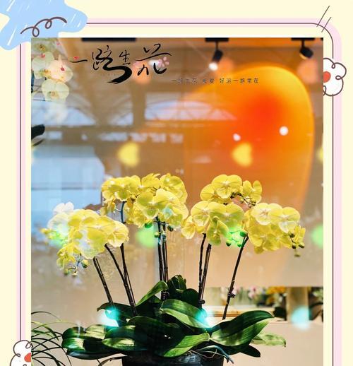 哪种花代表健康和幸福？