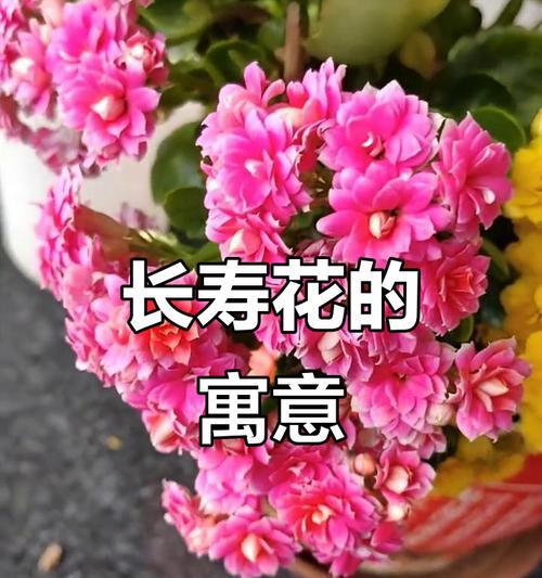 哪种花代表健康和幸福？