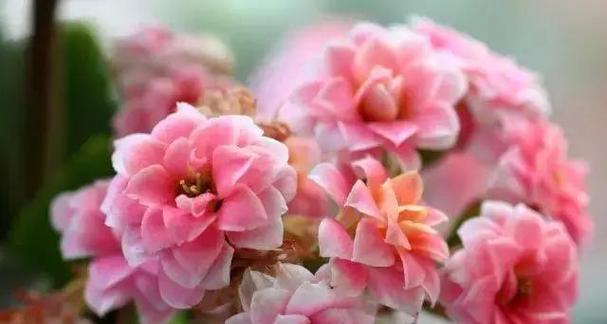 哪种花代表健康和幸福？