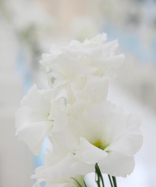 哪些花象征爱情是白色的？白色花的寓意是什么？