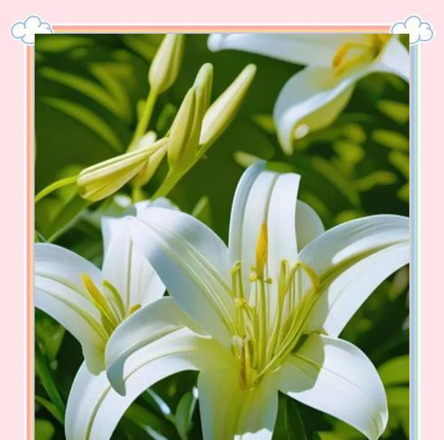 哪些花象征爱情是白色的？白色花的寓意是什么？