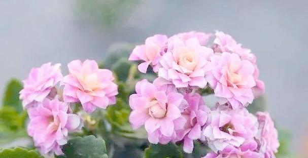 寓意健康长大的花有哪些？这些花的寓意是什么？