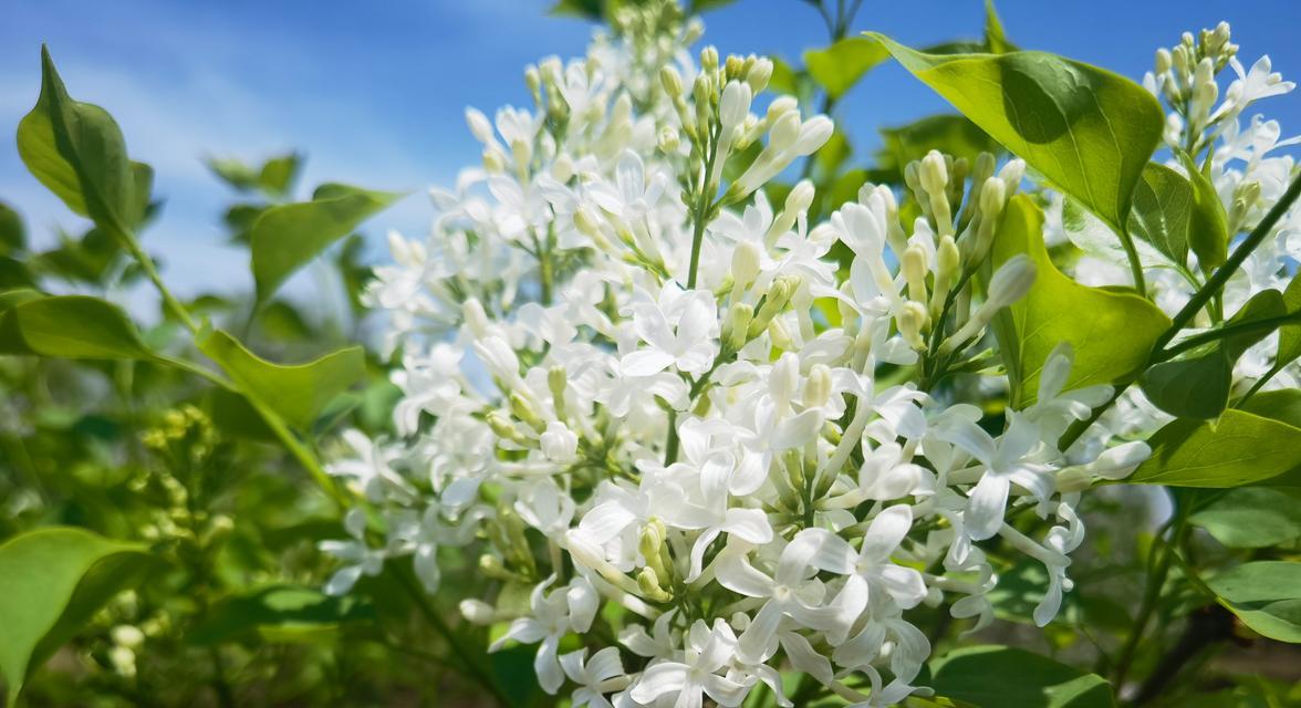 什么花根白色代表的含义是什么？