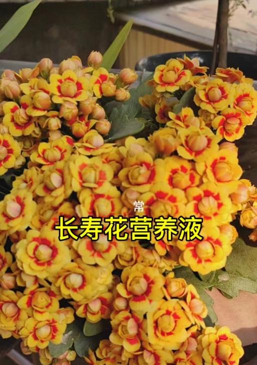 黄色长寿花代表什么意义？