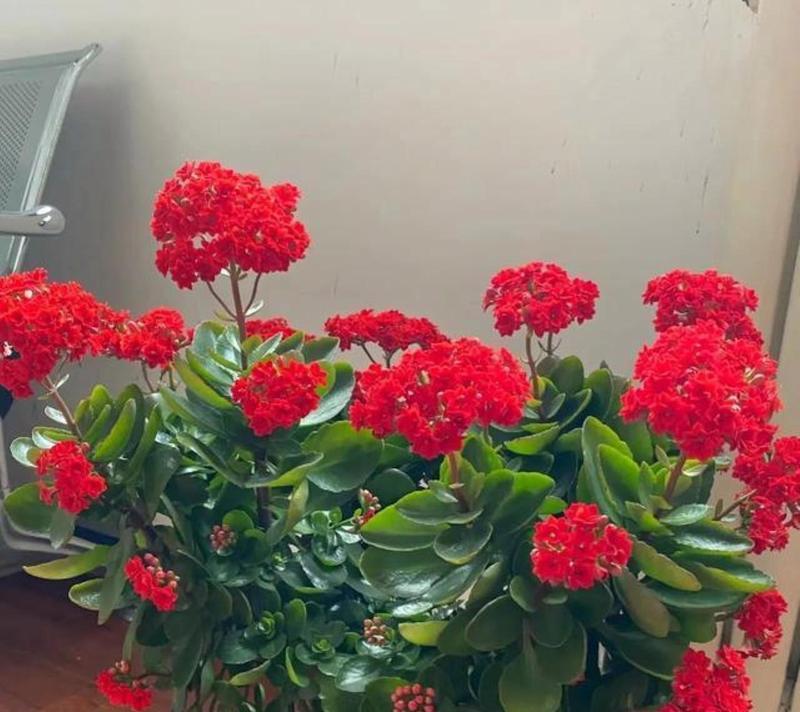 搬家时送长寿花的寓意是什么？它们的象征意义有哪些？