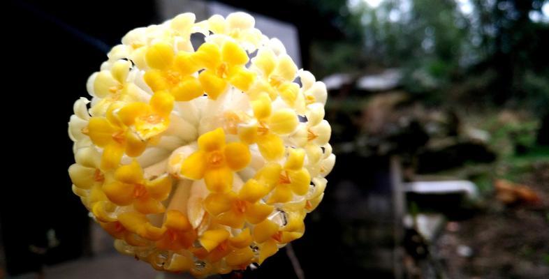 哪种花被称作成功之父？