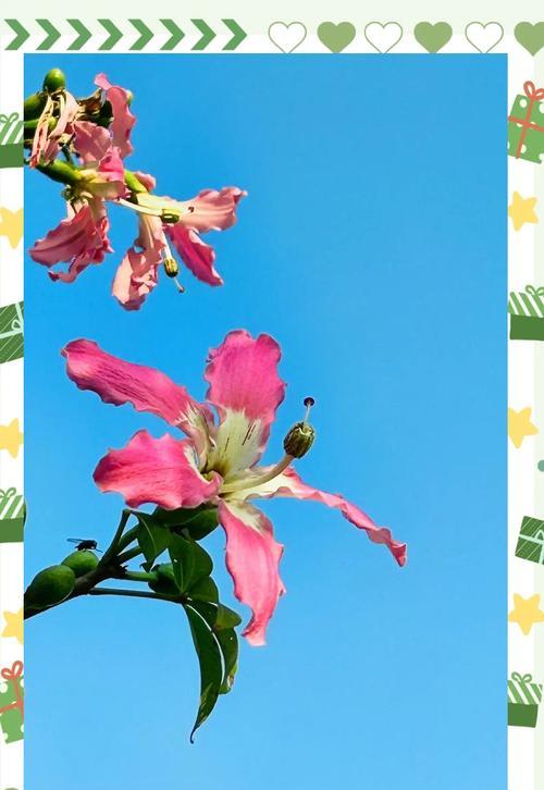 哪些花树象征爱情？