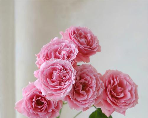 柳叶旌节花的花语是什么？