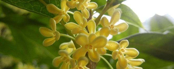 柳叶旌节花的花语是什么？