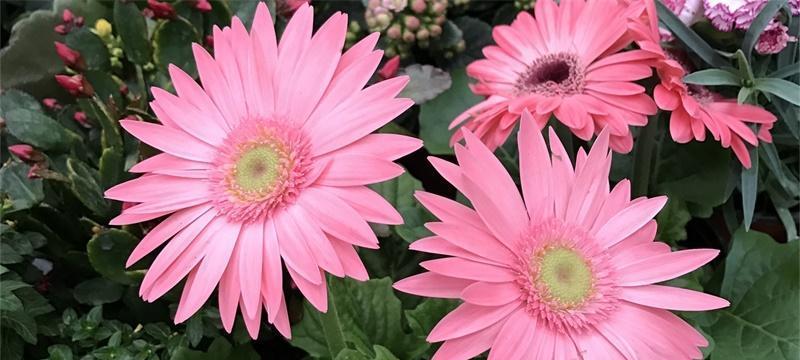 柳叶旌节花的花语是什么？
