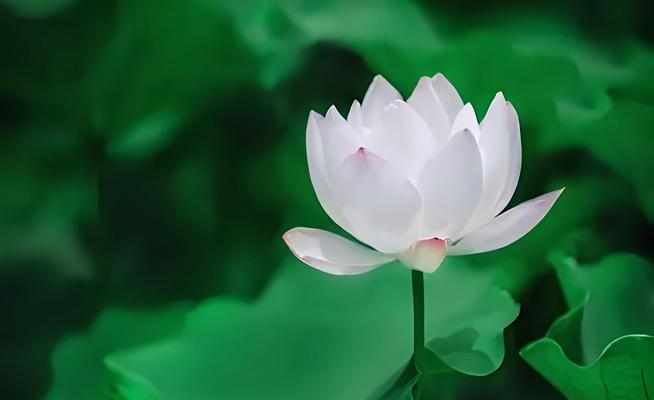 哪些花象征着高升？花纹中隐藏了哪些吉祥的含义？