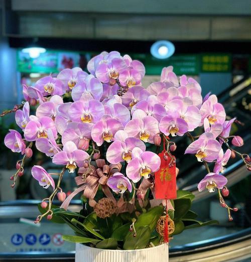 手捧白花代表什么爱情？花语中白花的意义是什么？