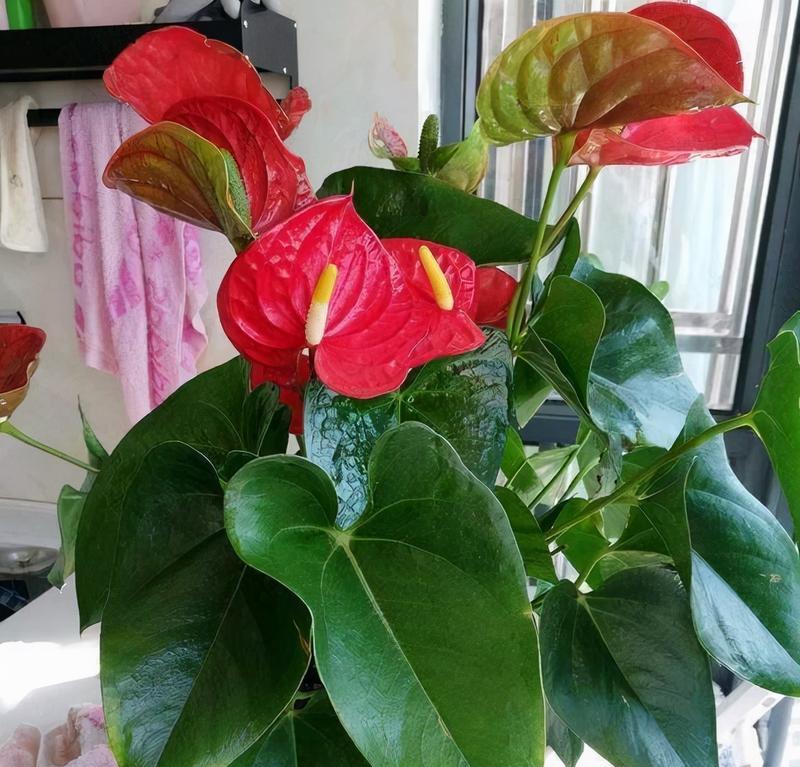哪些花的成语寓意吉祥？