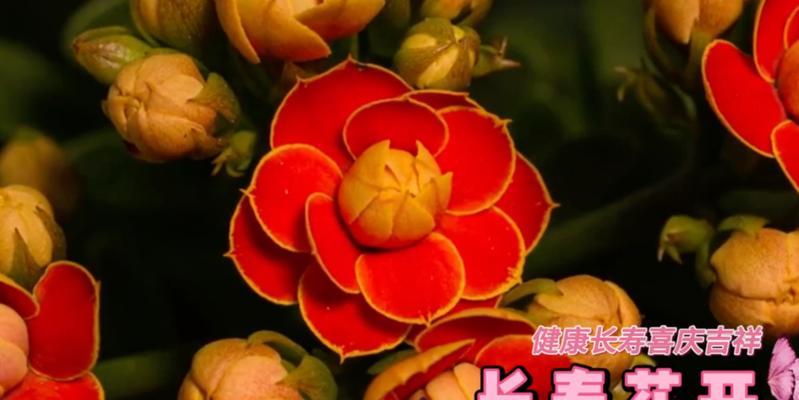 哪些花的成语寓意吉祥？