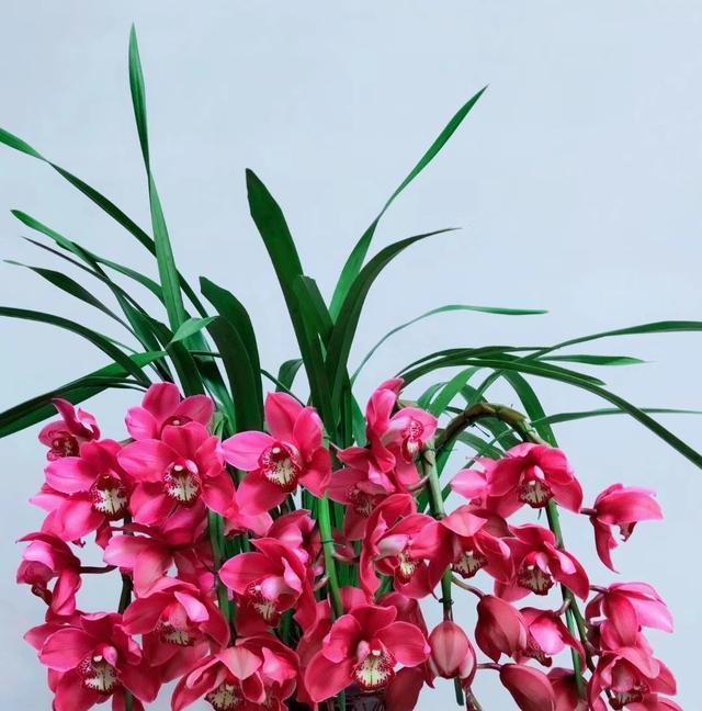 大花蕙兰红色象征着什么？