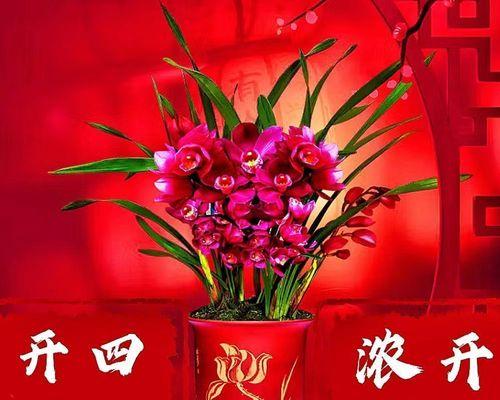 大花蕙兰红色象征着什么？