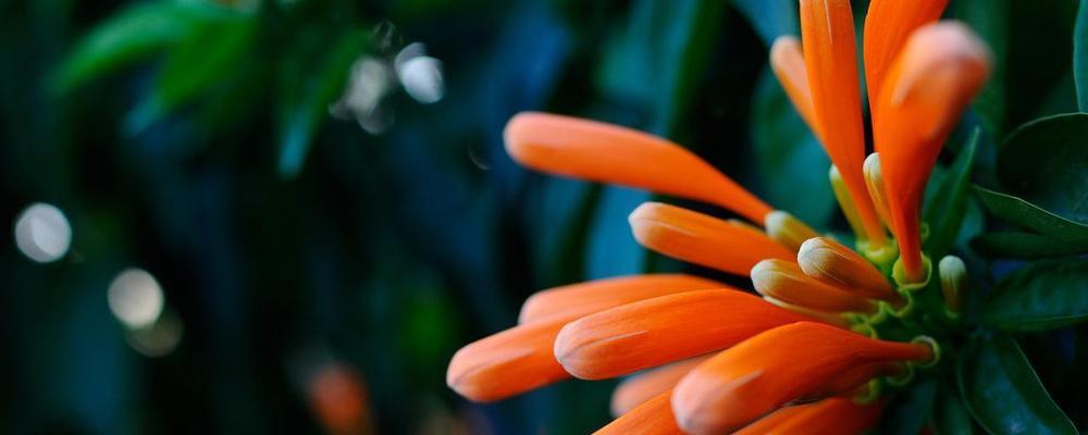 必须成功的花语是什么？哪些花代表成功和胜利？