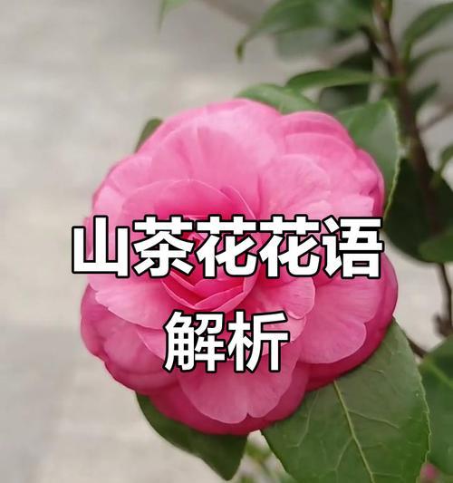 必须成功的花语是什么？哪些花代表成功和胜利？