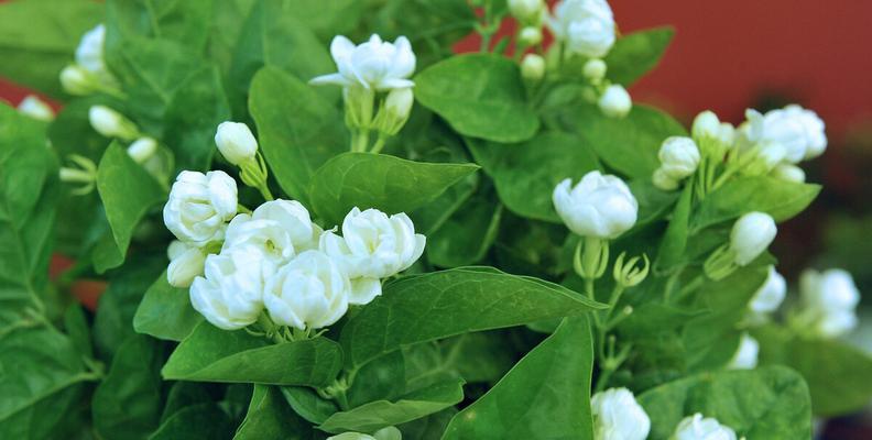 清明节蒸面花代表了什么？