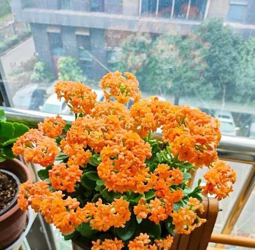 杯花长寿花代表什么？