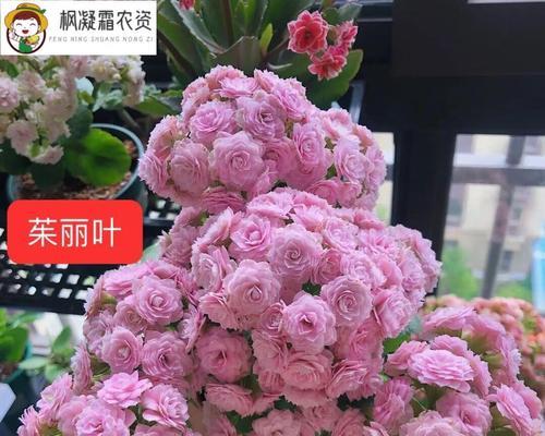 杯花长寿花代表什么？
