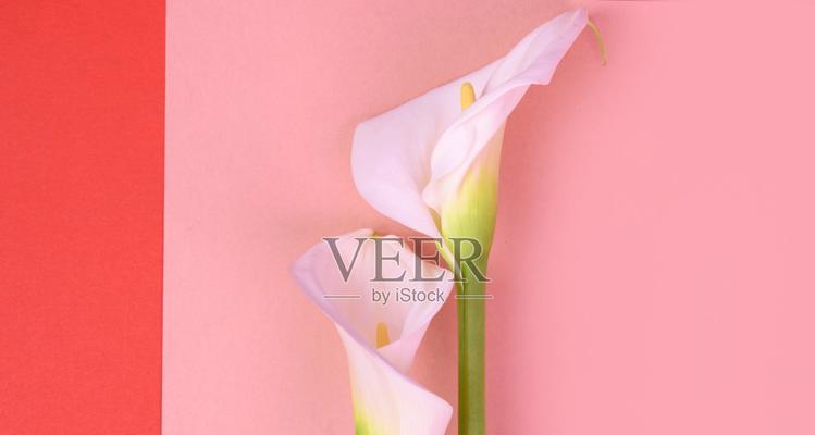 粉色和白色花组合的寓意是什么？