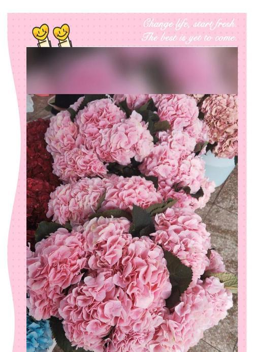 粉色和白色花组合的寓意是什么？