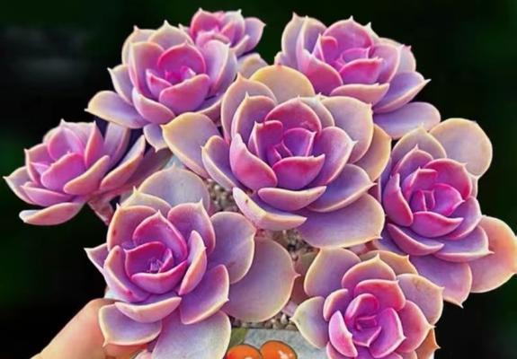 哪种花象征着快乐和活力？