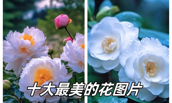 哪种花象征着快乐和活力？