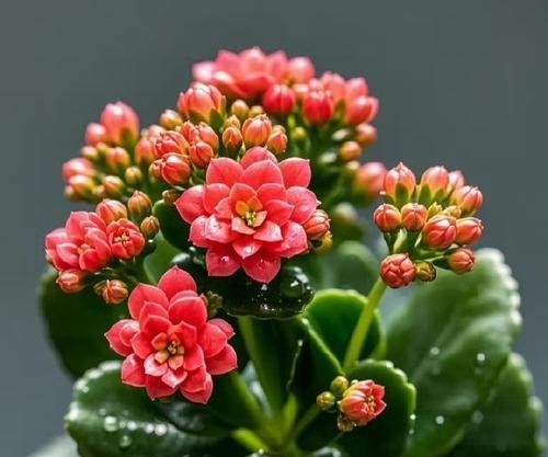 哪些花象征新生和健康？它们的花语是什么？