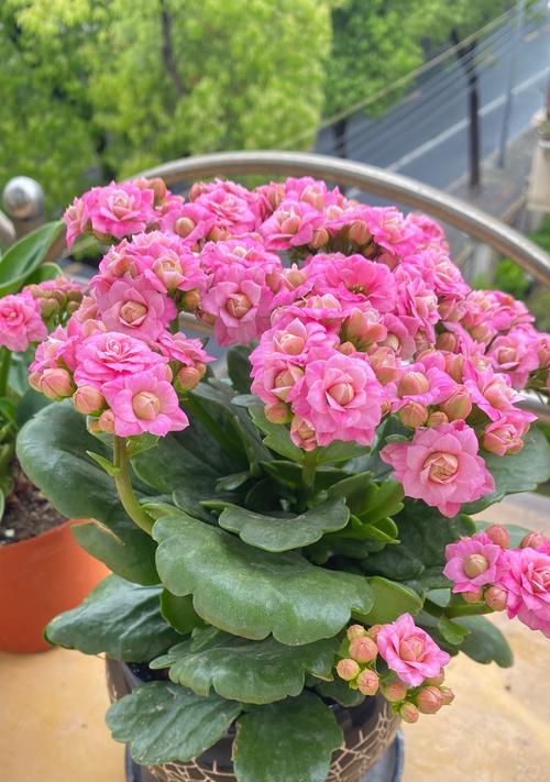 哪些花象征新生和健康？它们的花语是什么？