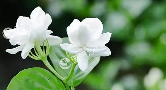 端午节送茉莉花代表什么？茉莉花的特别意义是什么？