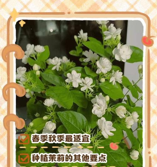 端午节送茉莉花代表什么？茉莉花的特别意义是什么？