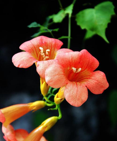 哪些花寓意自由快乐独立？它们的花语是什么？