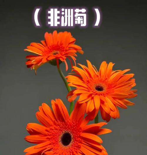 哪些花寓意自由快乐独立？它们的花语是什么？
