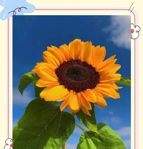 黄色太阳花代表什么？它的花语是什么？
