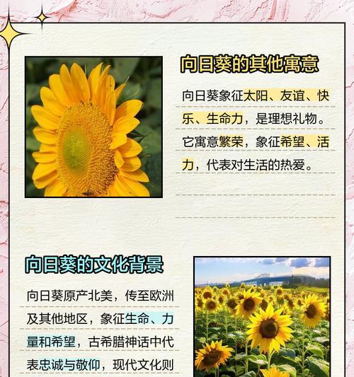 黄色太阳花代表什么？它的花语是什么？