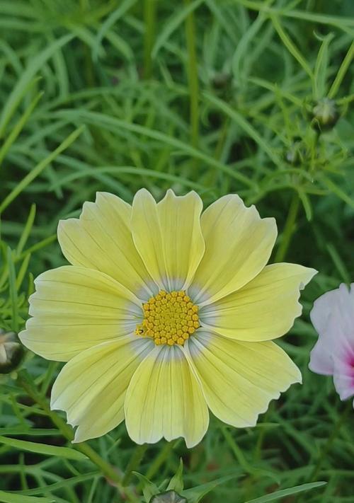 黄色太阳花代表什么？它的花语是什么？